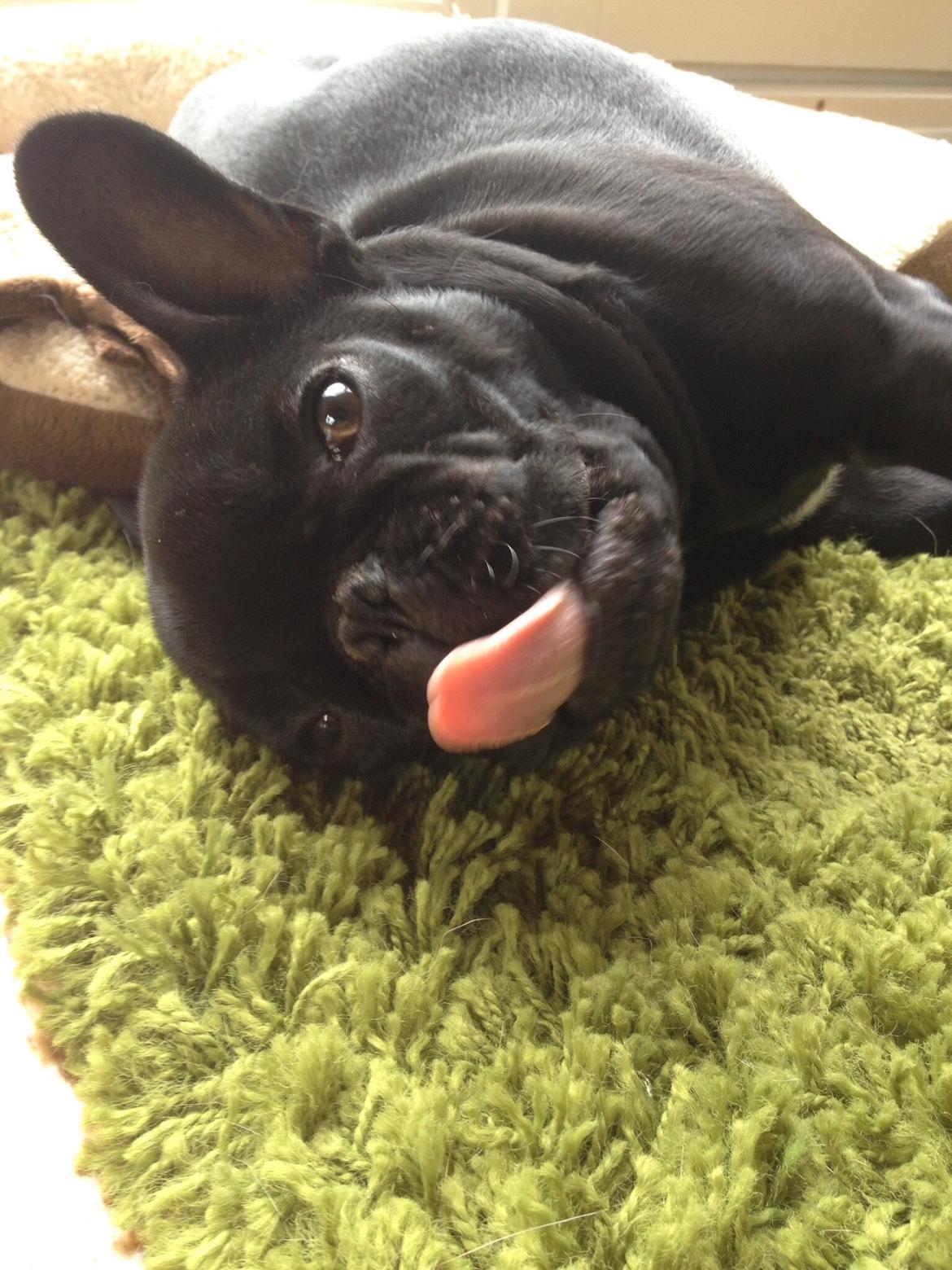 Fransk bulldog Mille billede 2