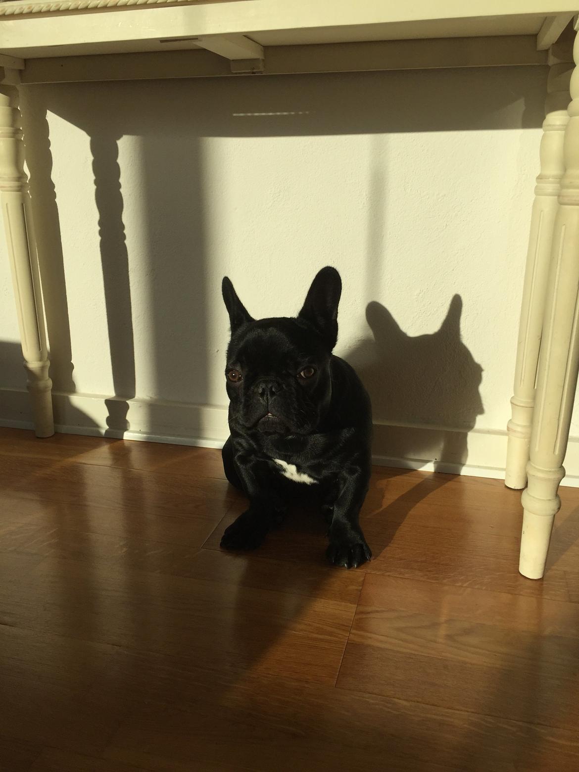 Fransk bulldog Mille billede 3