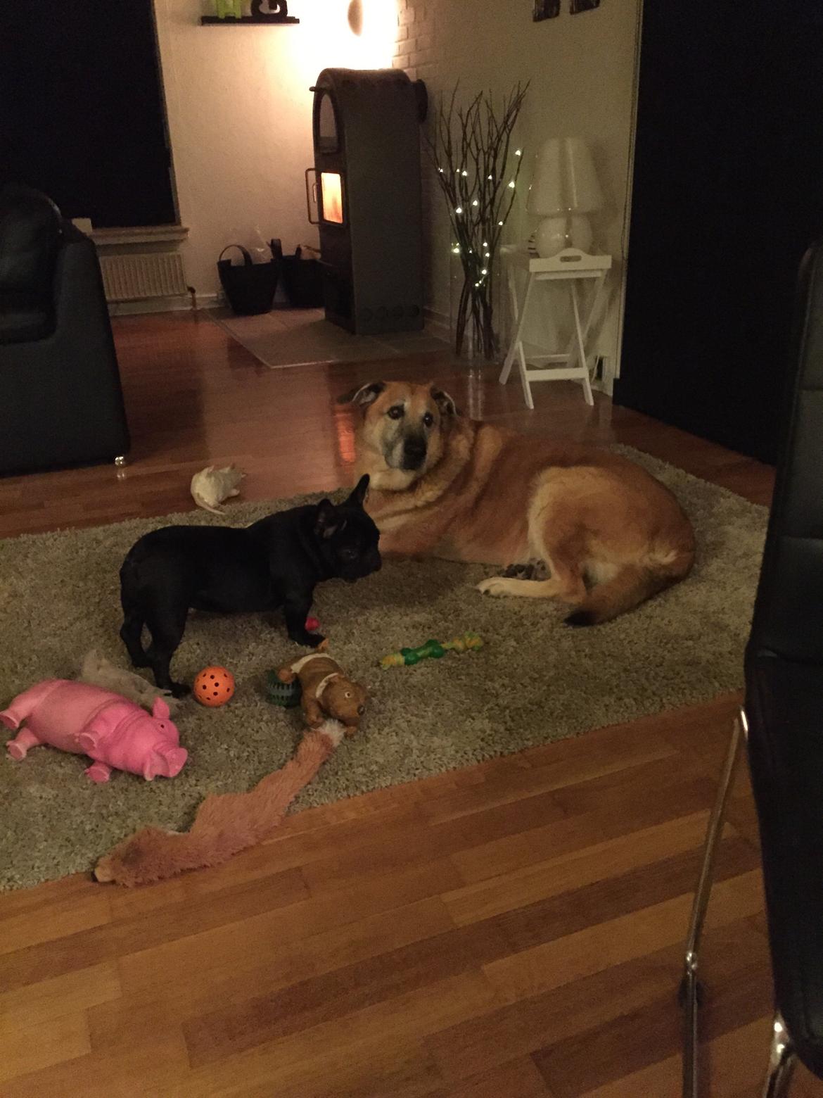 Fransk bulldog Mille billede 4