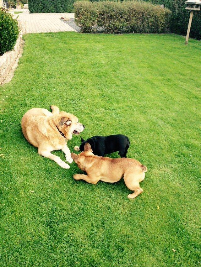 Fransk bulldog Mille billede 5