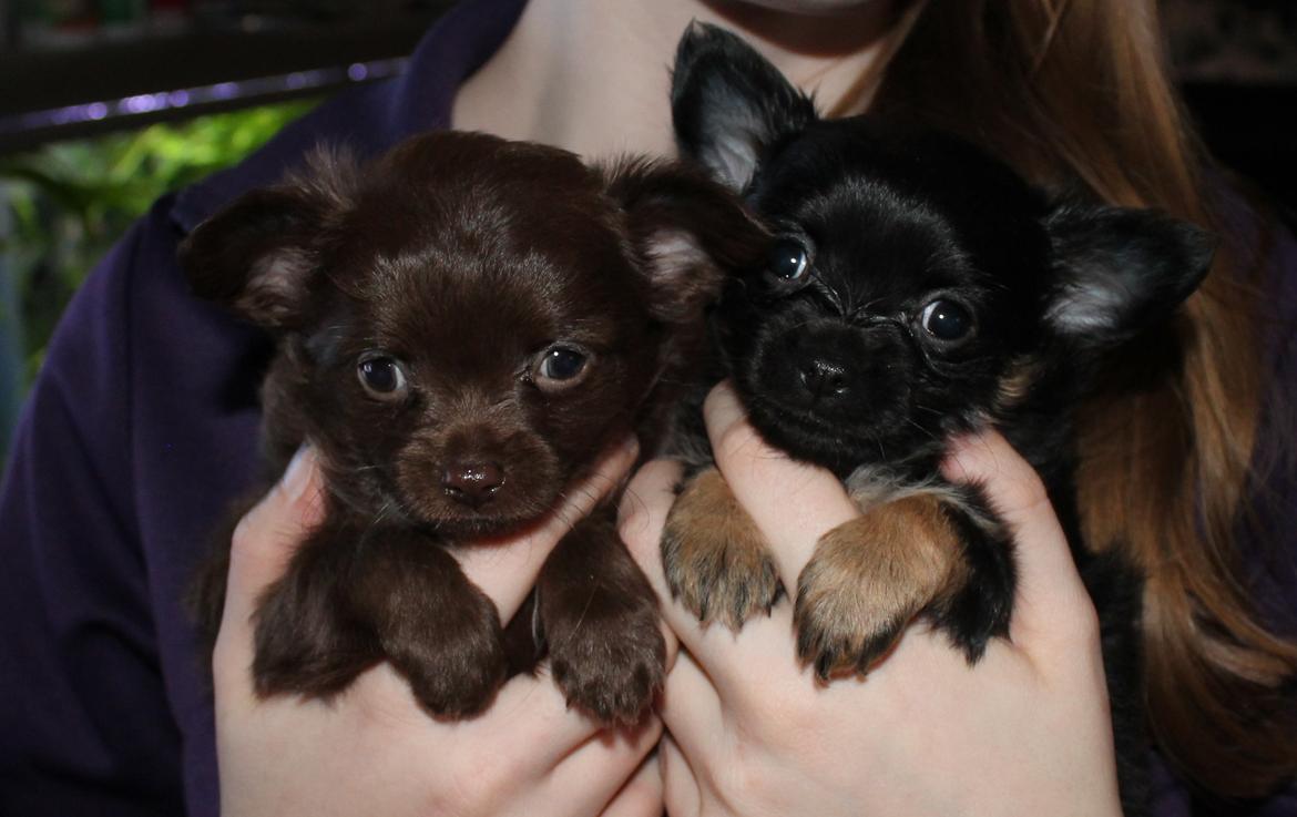 Chihuahua Paya - Boss og Paya 6 uger billede 2