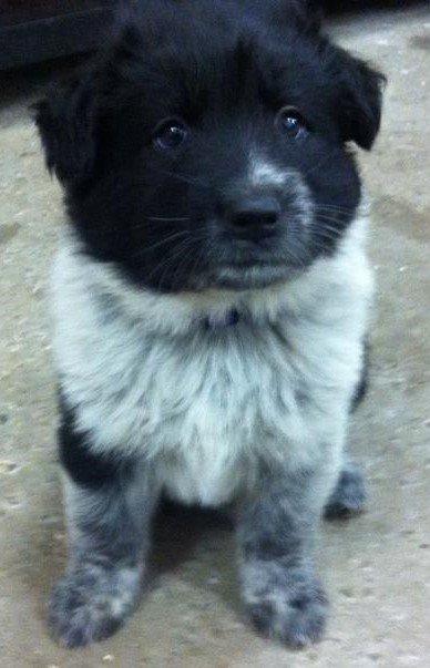 Blanding af racer Ellie billede 16