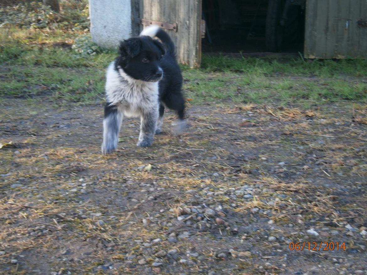 Blanding af racer Ellie billede 17