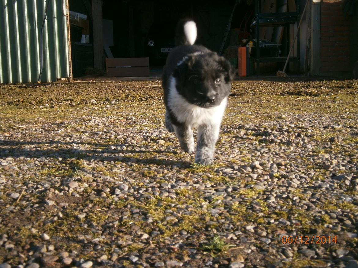 Blanding af racer Ellie billede 18