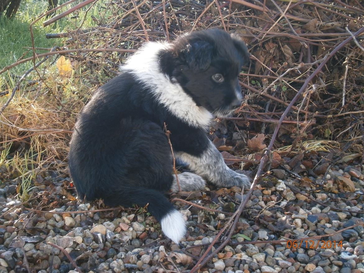 Blanding af racer Ellie billede 19