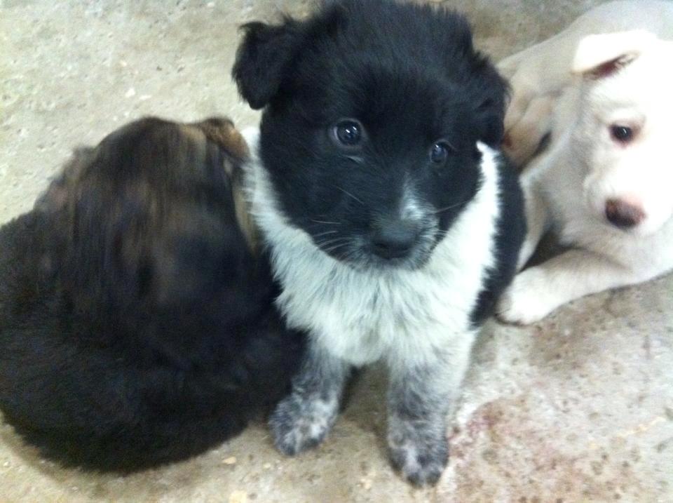 Blanding af racer Ellie billede 15