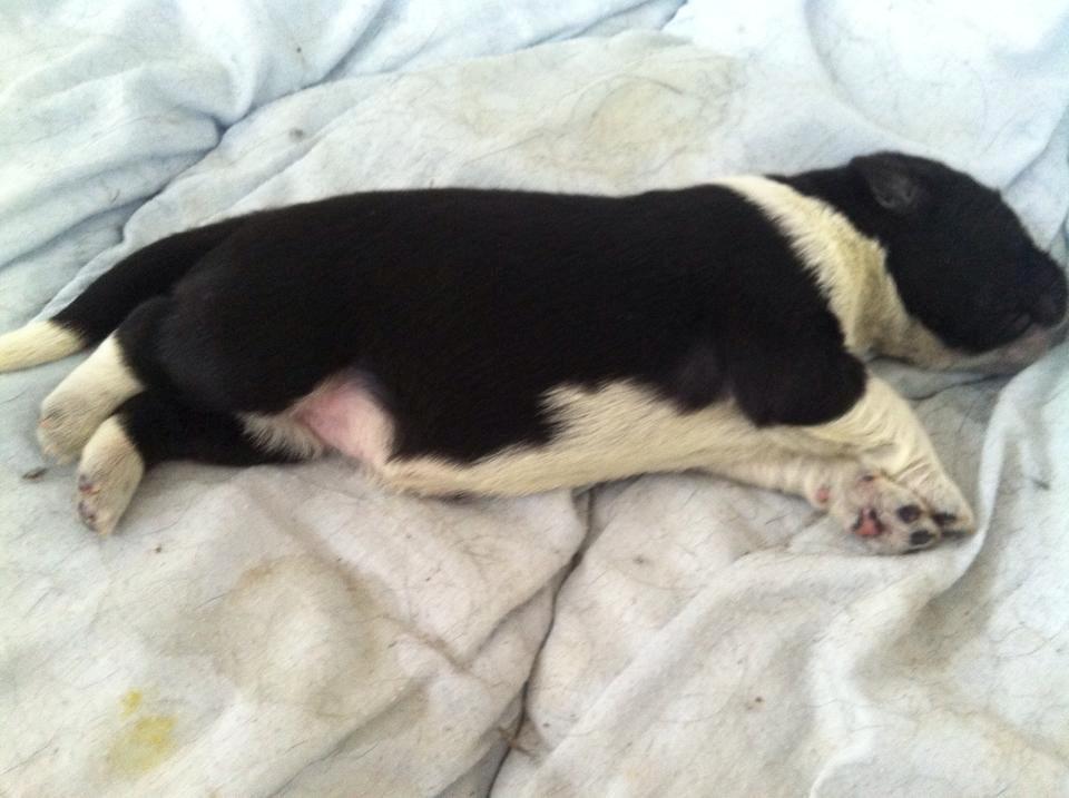 Blanding af racer Ellie billede 14