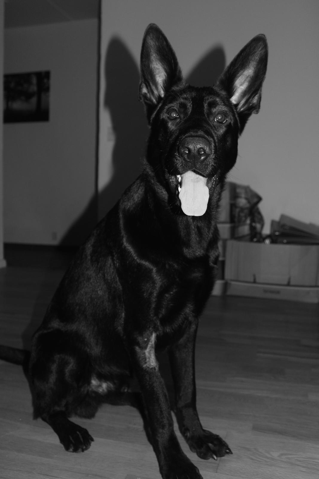 Schæferhund Froulund´s Kaoz "Happy Jack " billede 3