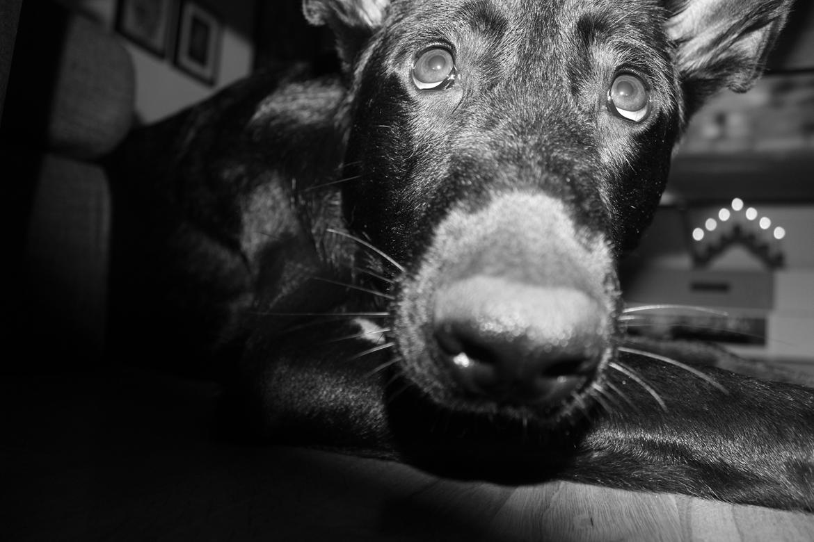 Schæferhund Froulund´s Kaoz "Happy Jack " billede 4