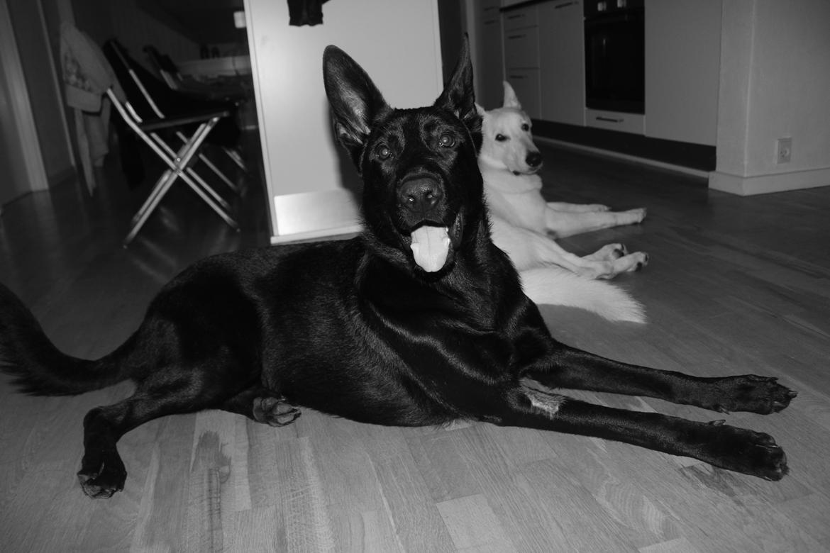 Schæferhund Froulund´s Kaoz "Happy Jack " billede 2