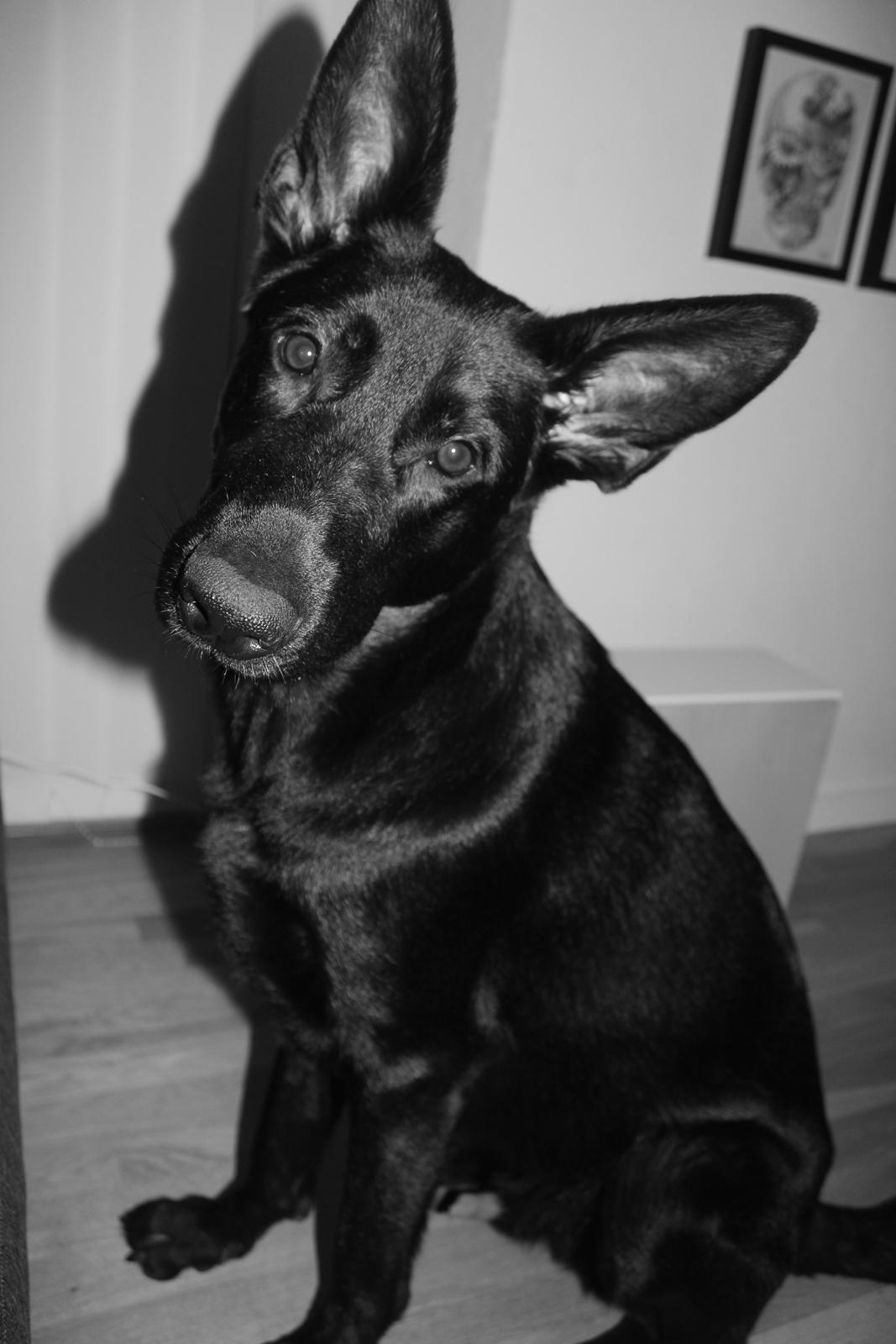 Schæferhund Froulund´s Kaoz "Happy Jack " billede 1