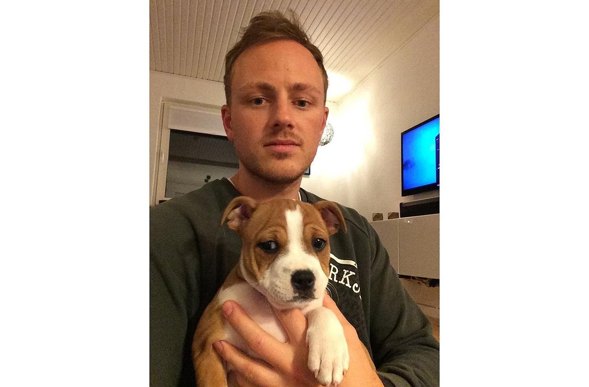 Staffordshire bull terrier Sika (Deestaff Red Robin from DK) billede 6