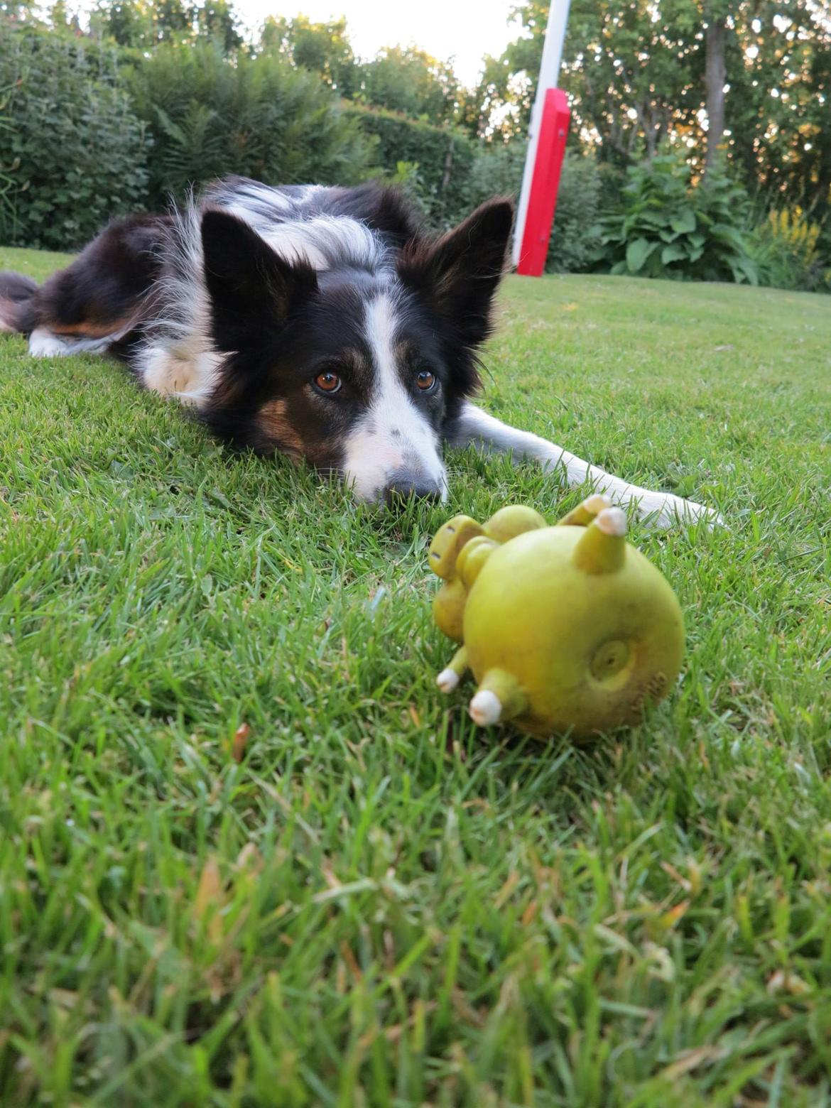 Border collie Laika - Ynglings pivedyret ;-) billede 29