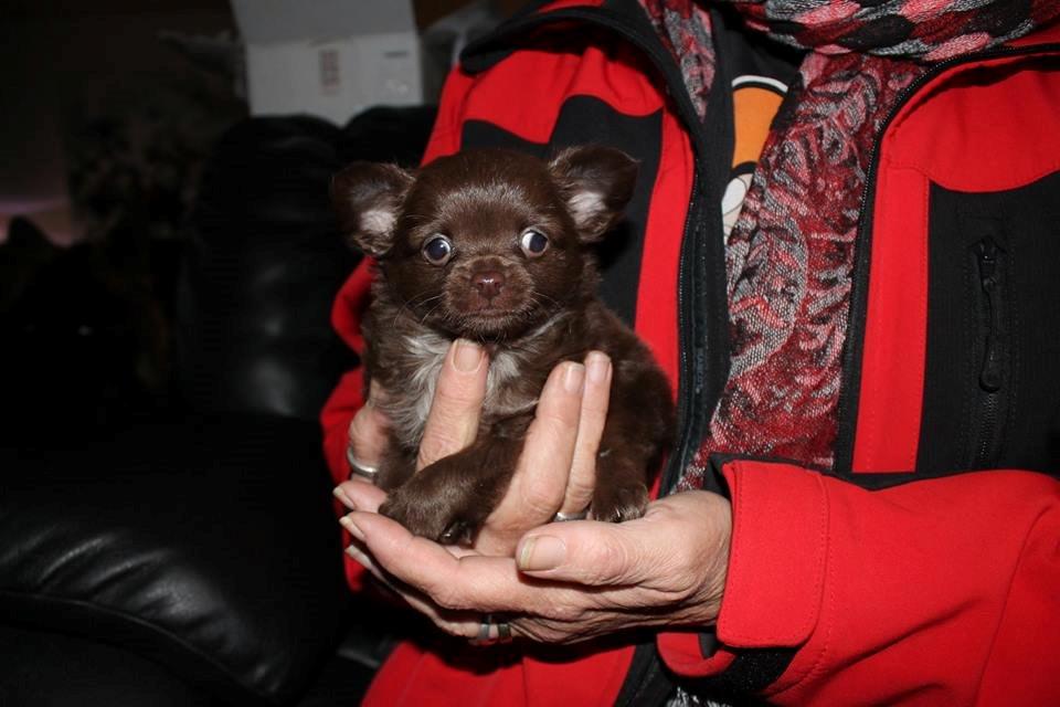 Chihuahua Boss billede 5