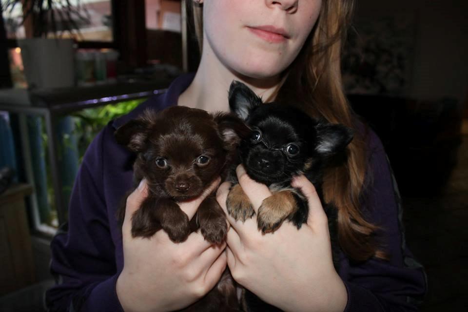 Chihuahua Boss billede 6