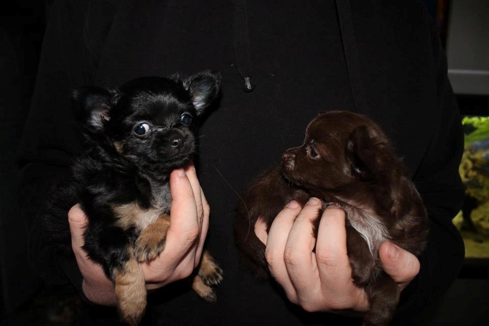 Chihuahua Boss billede 7