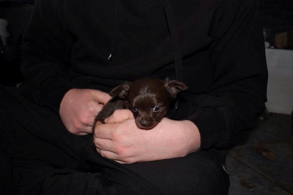 Chihuahua Boss billede 8