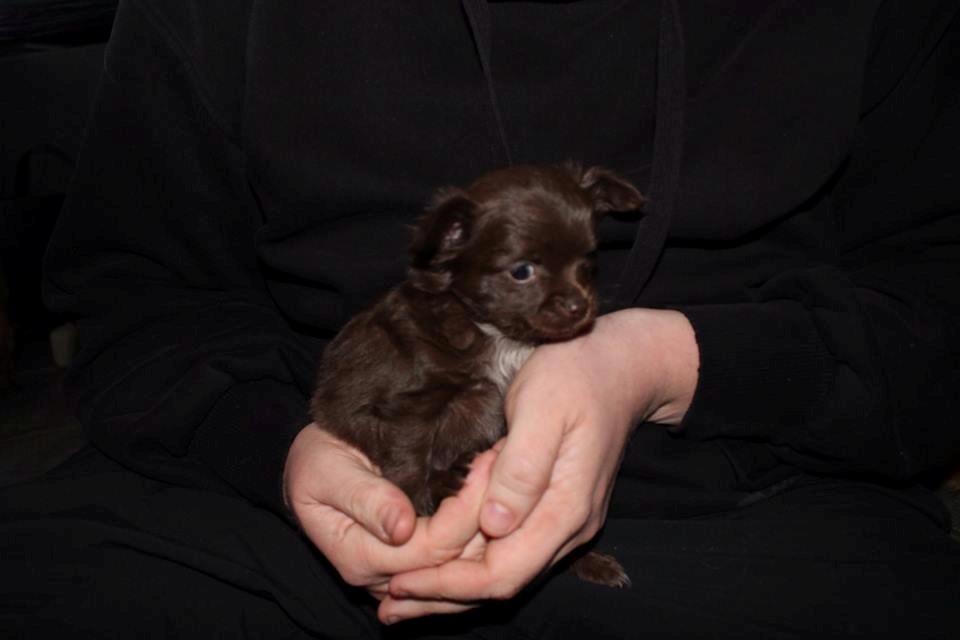 Chihuahua Boss billede 10