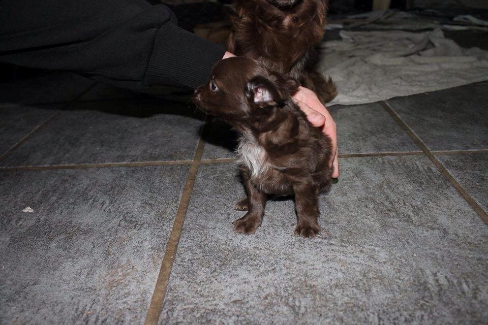 Chihuahua Boss - moren der holder øje bag ved billede 11