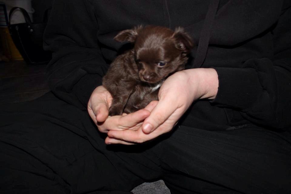 Chihuahua Boss billede 12