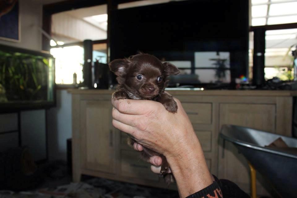 Chihuahua Boss billede 4