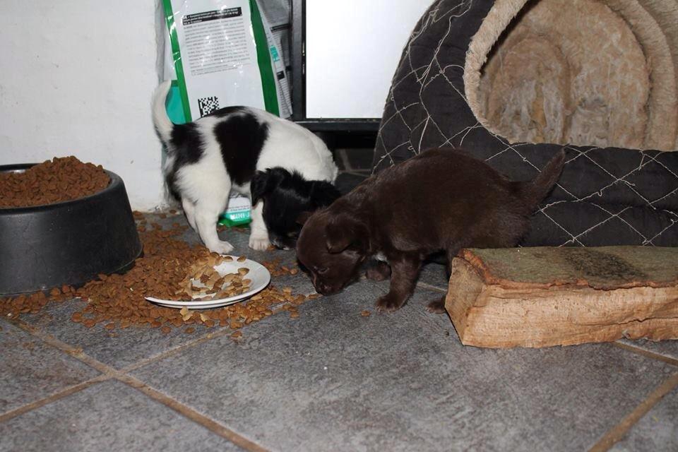 Chihuahua Boss billede 9