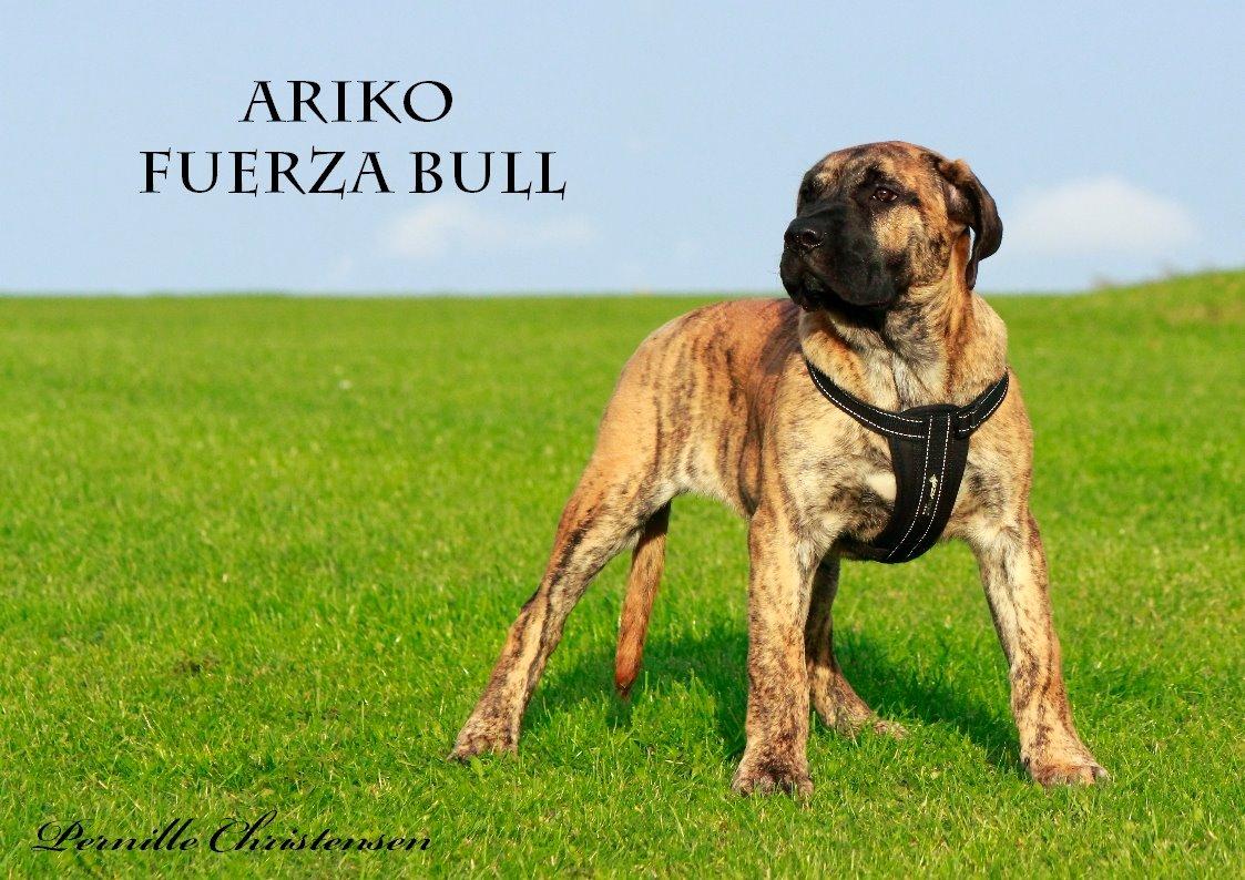 Dogo canario Fuerza bull ARIKO billede 2