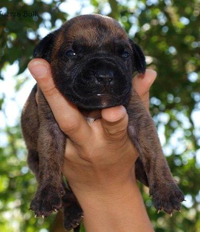 Dogo canario Fuerza bull ARIKO billede 7