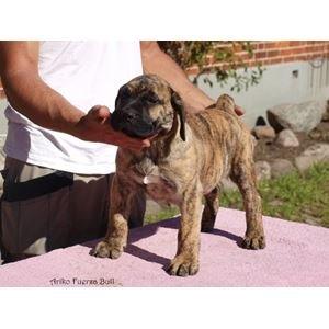 Dogo canario Fuerza bull ARIKO billede 6