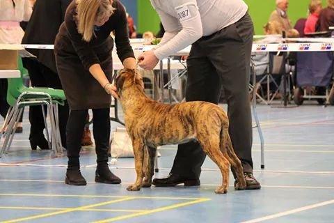 Dogo canario Fuerza bull ARIKO - Hans første skue i baby klassen billede 4