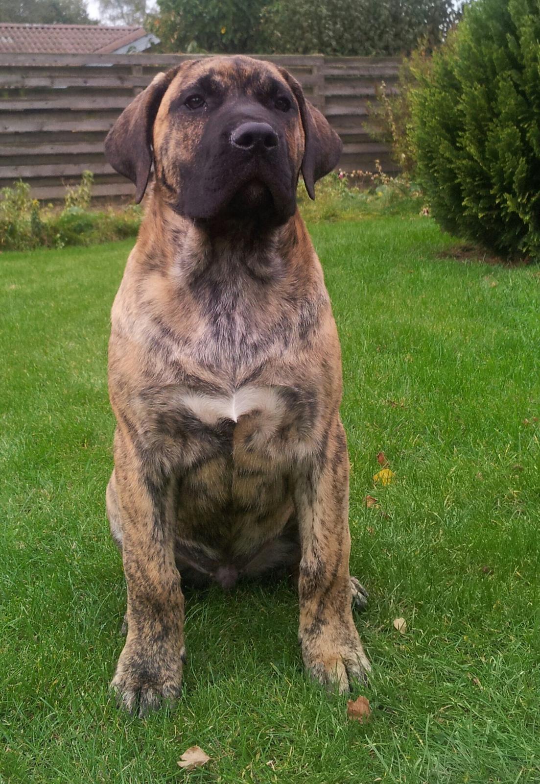 Dogo canario Fuerza bull ARIKO - Vores "lille" Ariko 16 uger billede 3