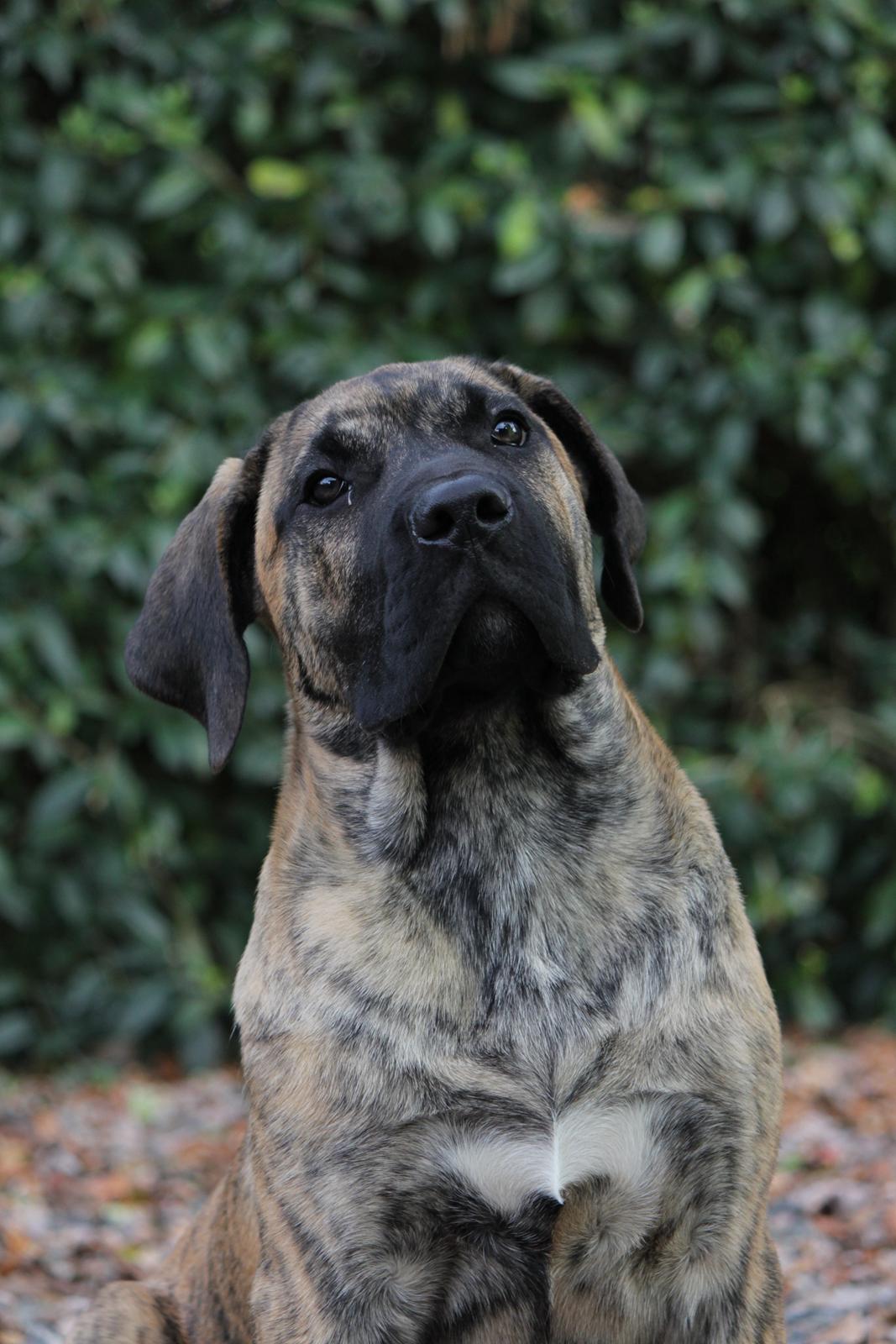 Dogo canario Fuerza bull ARIKO billede 5