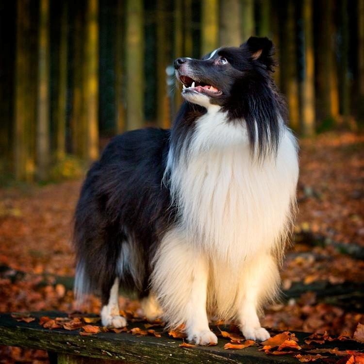 Shetland sheepdog Foula's Bi My Soulmate (Ozzy) billede 11