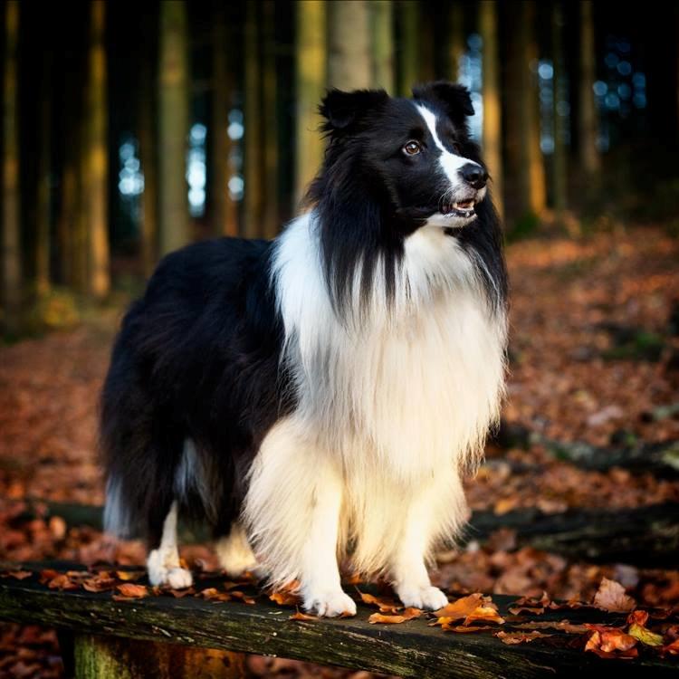 Shetland sheepdog Foula's Bi My Soulmate (Ozzy) billede 1