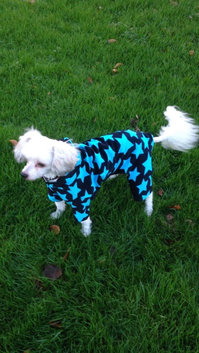 Chinese crested powder puff Marco billede 1