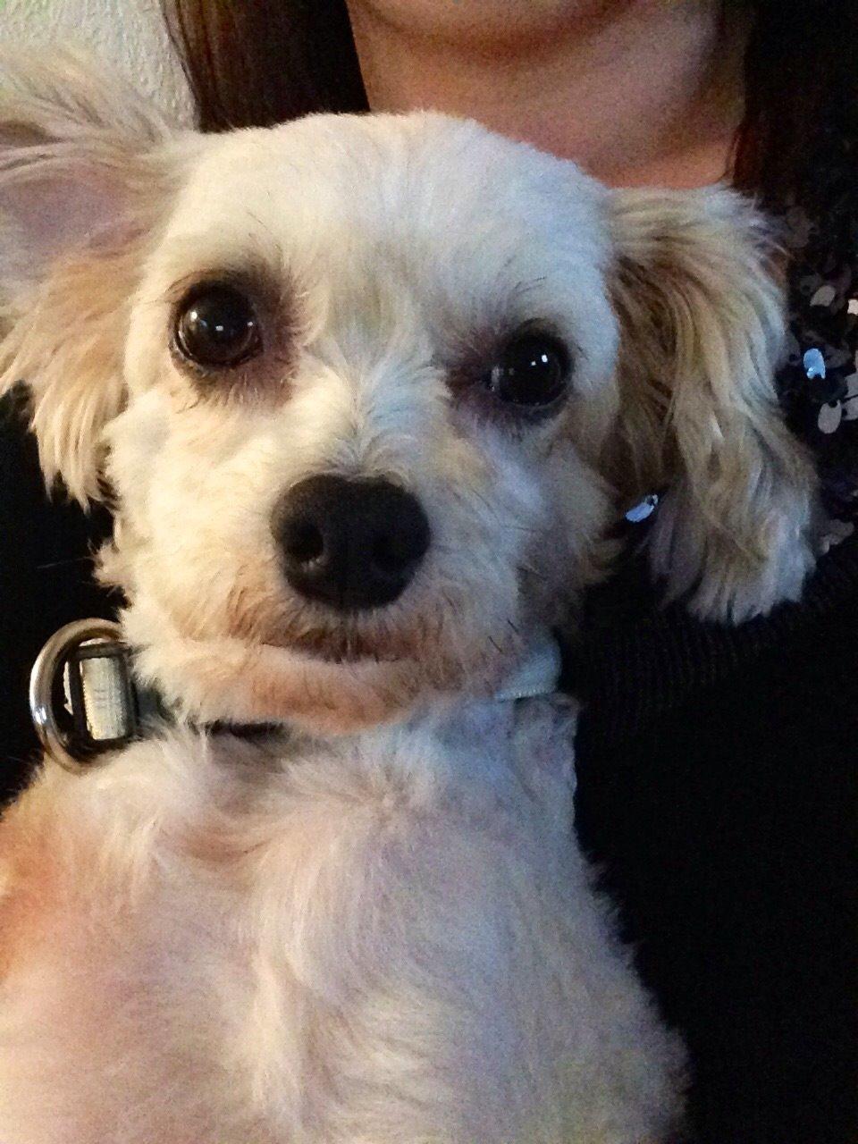 Chinese crested powder puff Marco billede 2