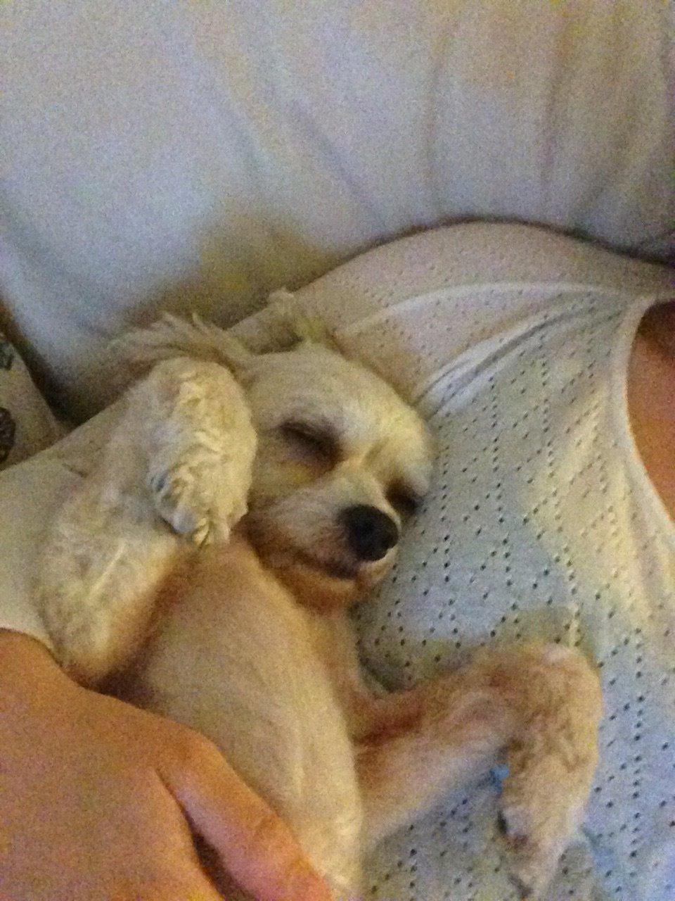 Chinese crested powder puff Marco billede 3