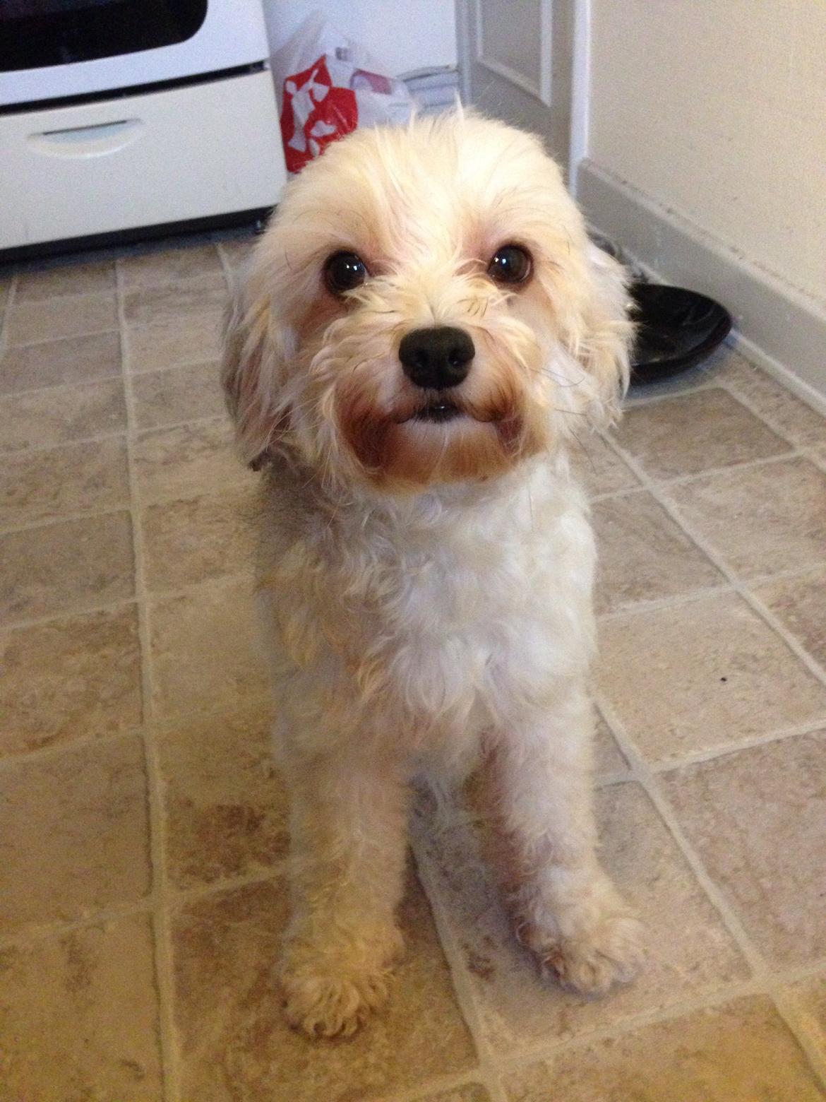 Chinese crested powder puff Marco billede 5