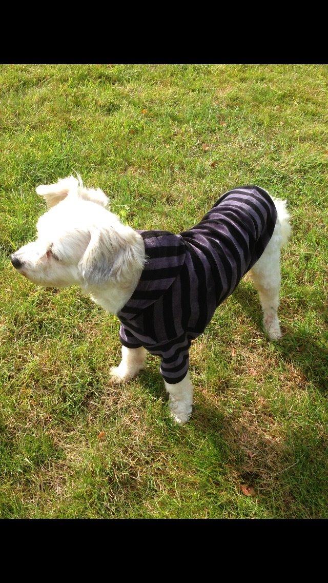 Chinese crested powder puff Marco billede 4