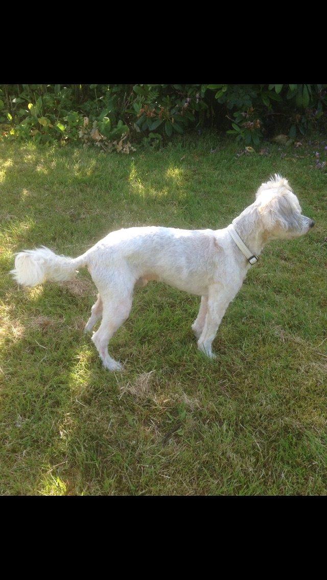 Chinese crested powder puff Marco billede 6