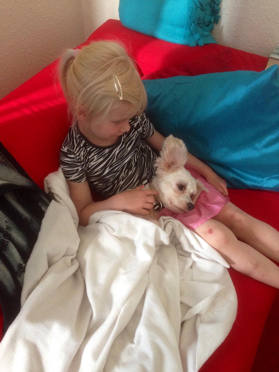 Chinese crested powder puff Marco billede 7