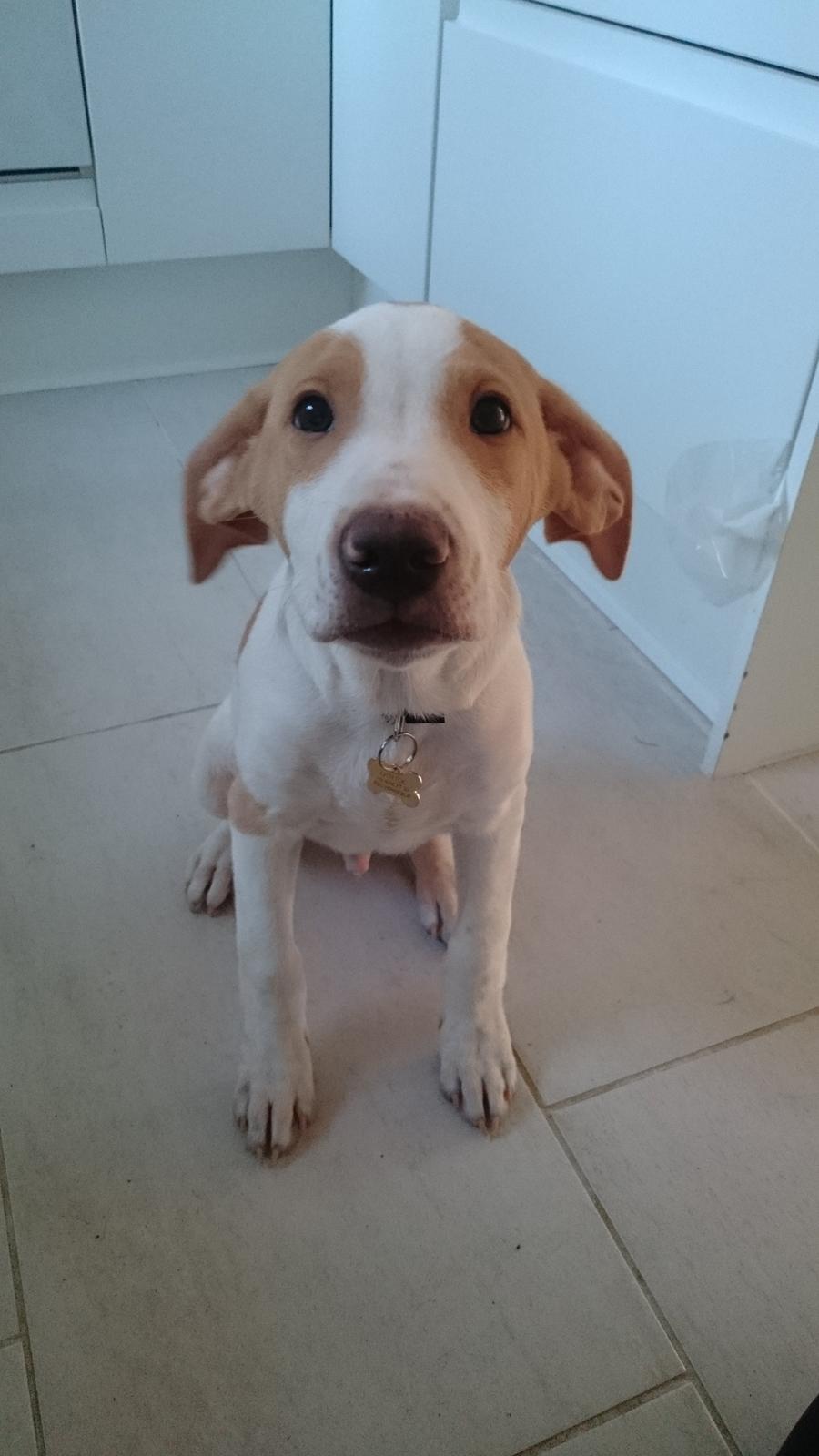 Blanding af racer Theo <3  billede 1