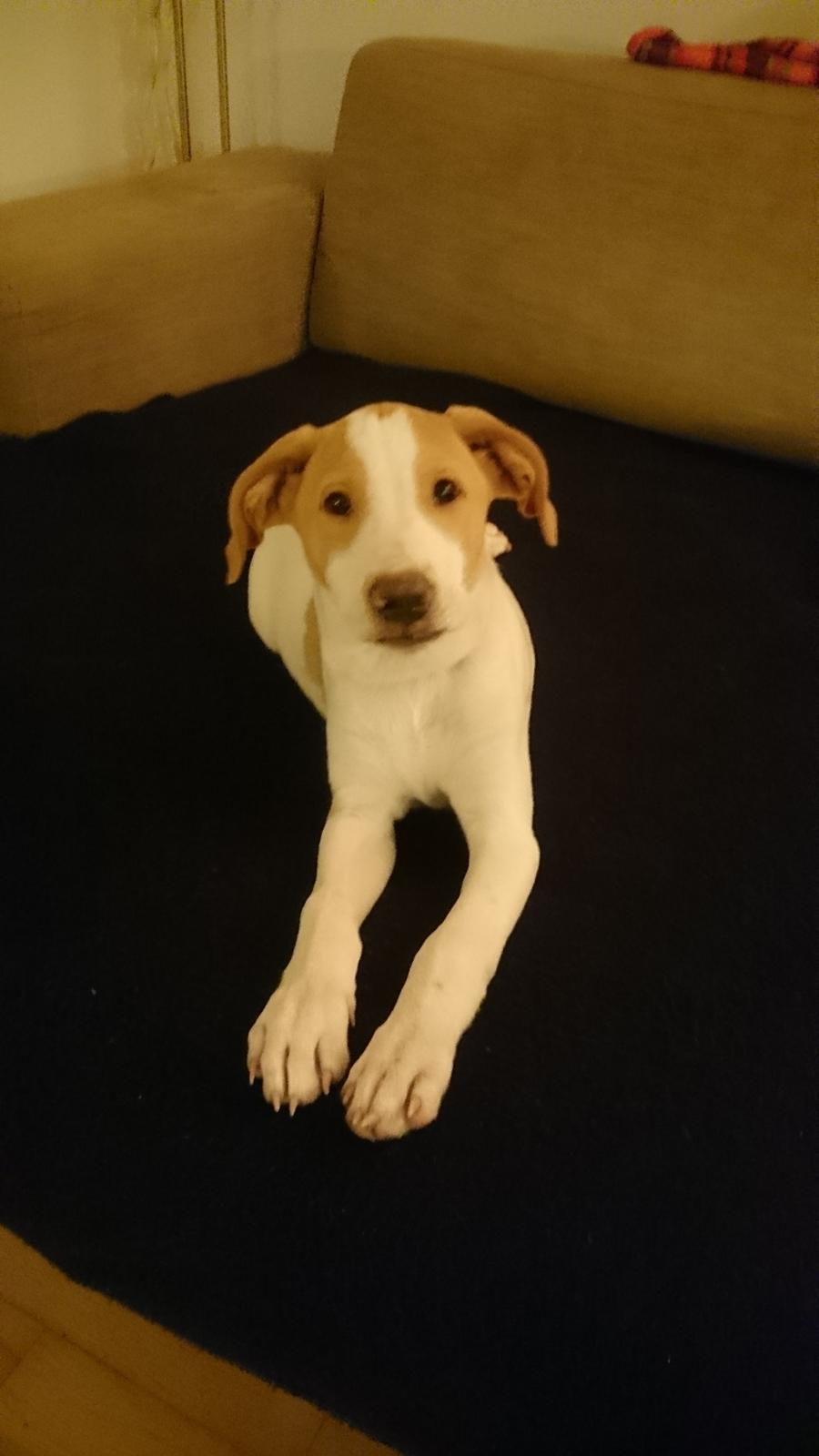 Blanding af racer Theo <3  billede 2