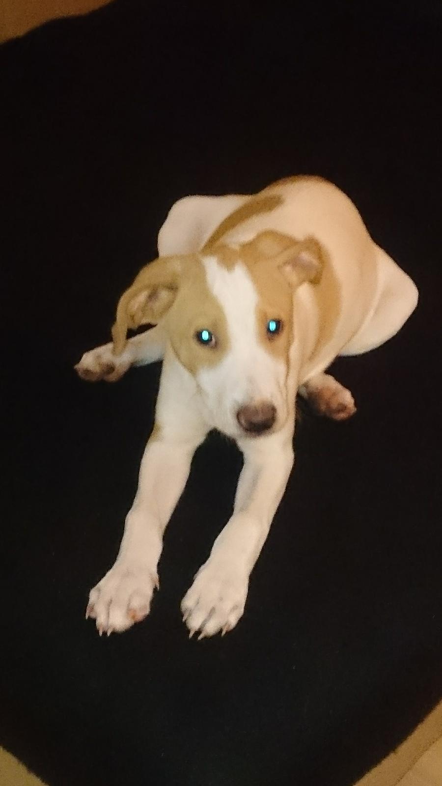 Blanding af racer Theo <3  billede 3