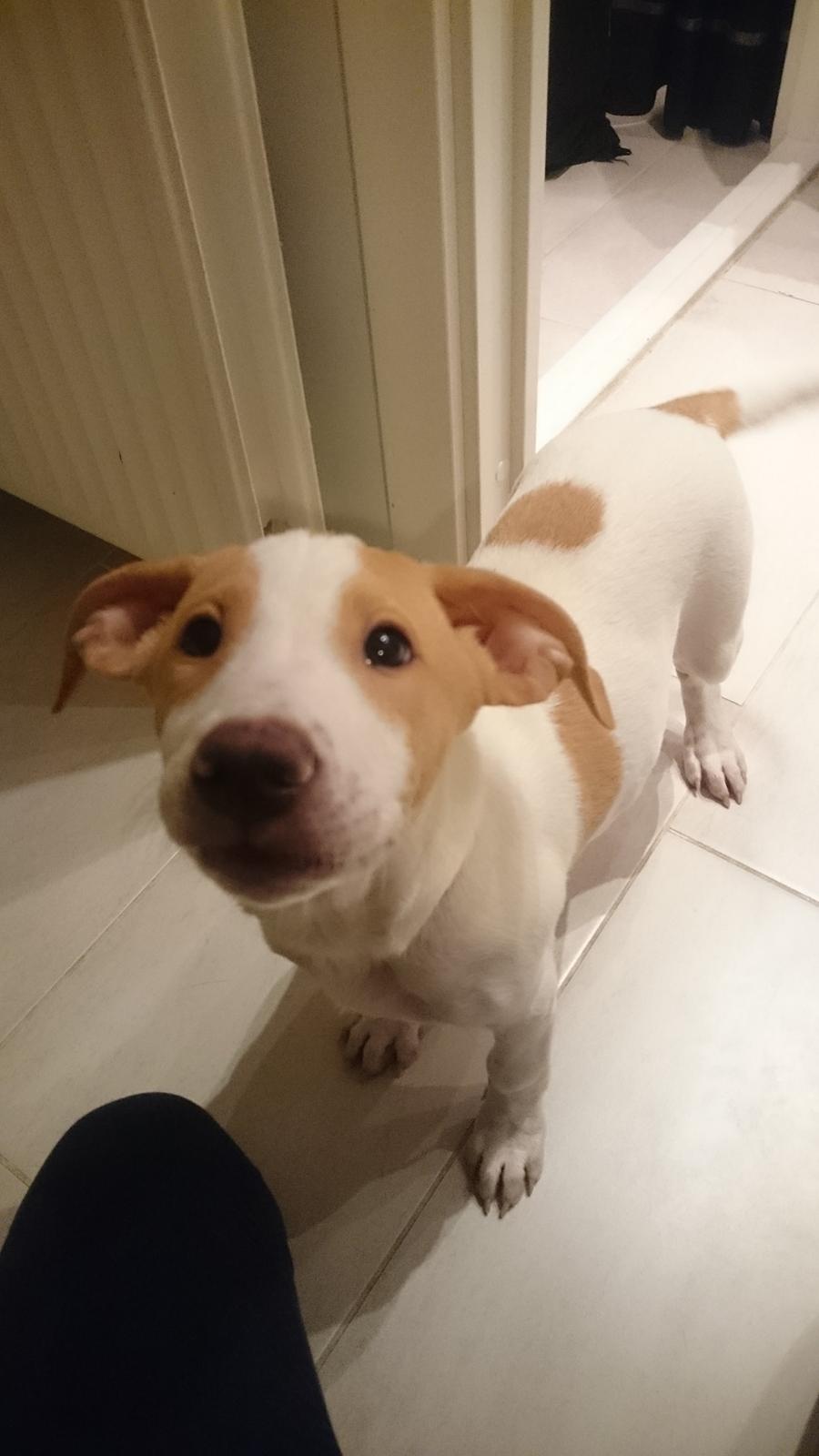 Blanding af racer Theo <3  billede 4