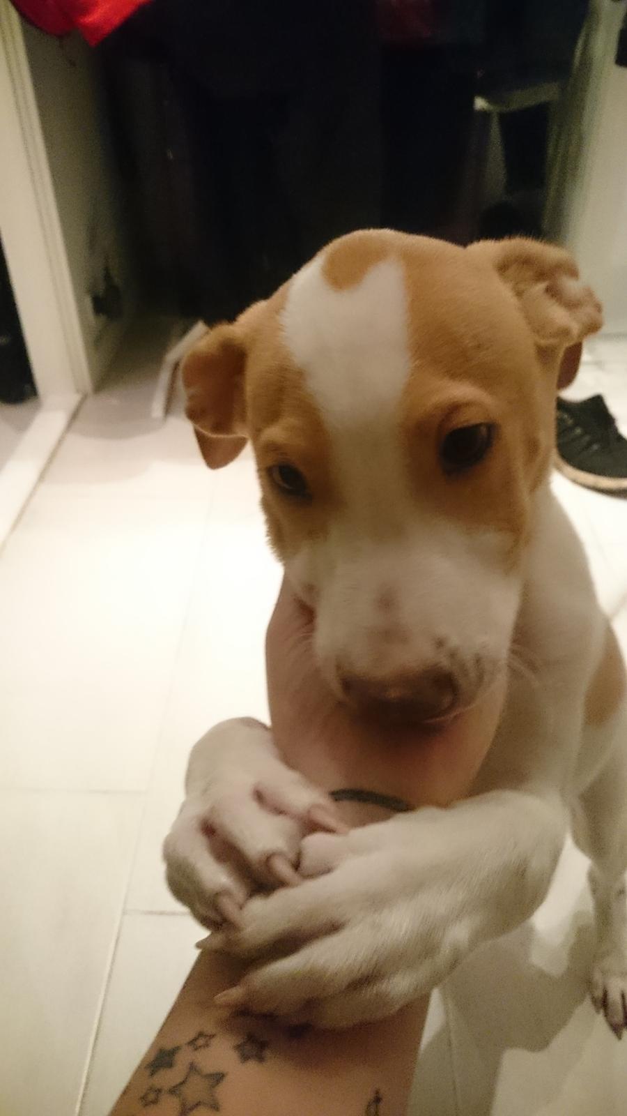 Blanding af racer Theo <3  billede 5