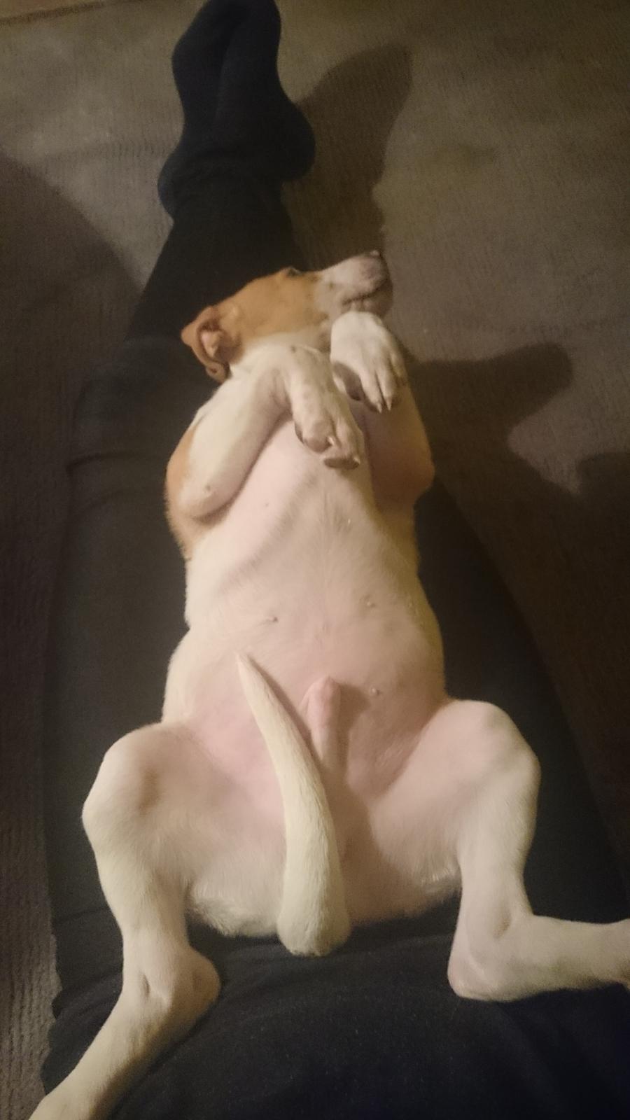 Blanding af racer Theo <3  billede 6