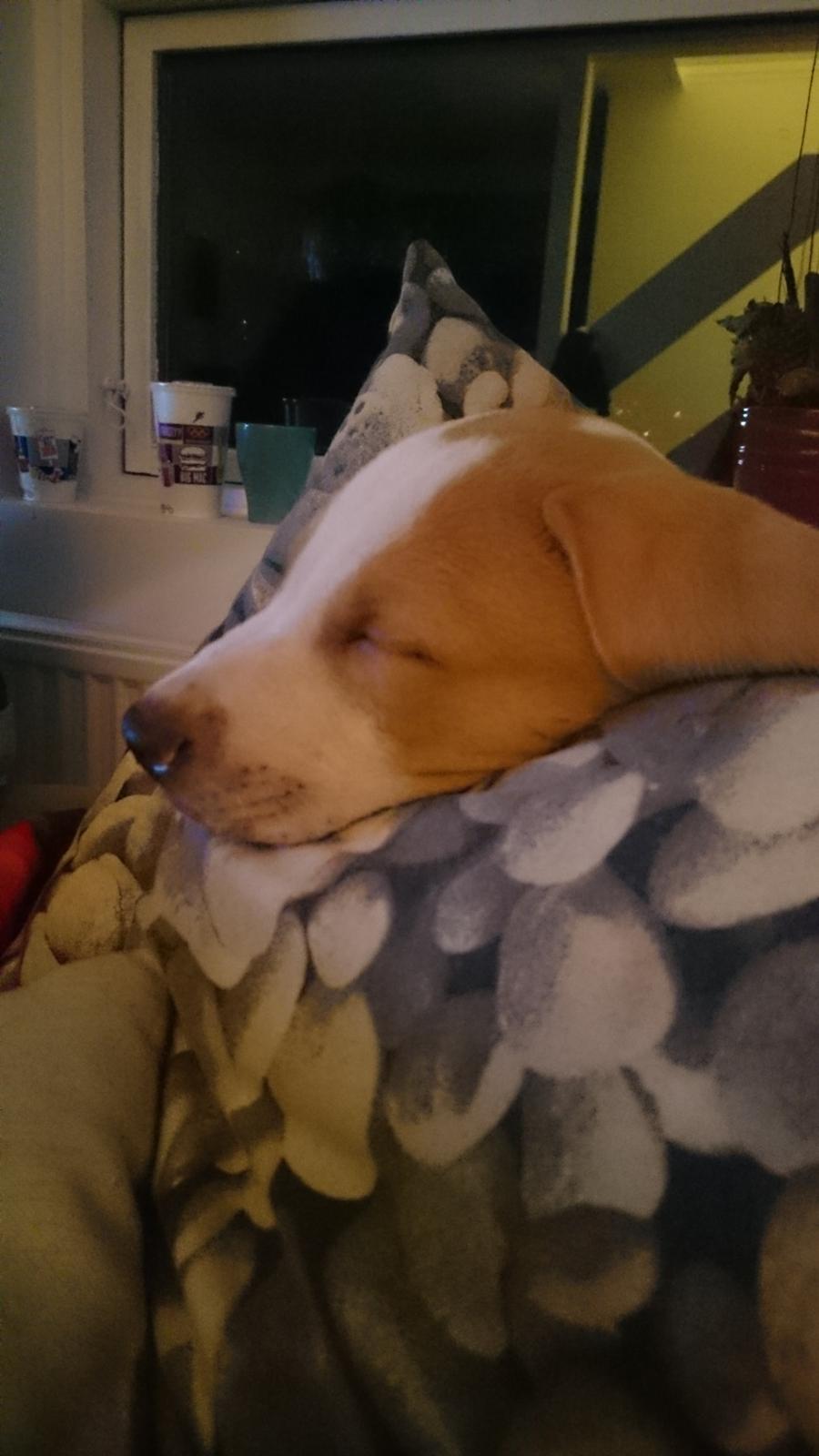 Blanding af racer Theo <3  billede 7