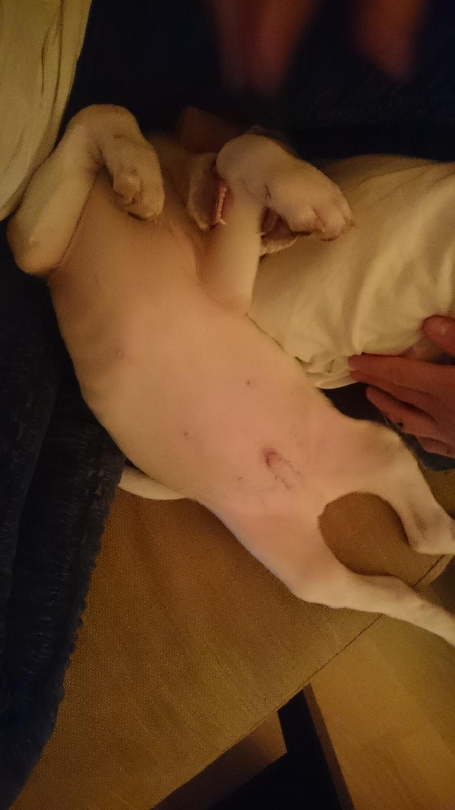 Blanding af racer Theo <3  billede 8