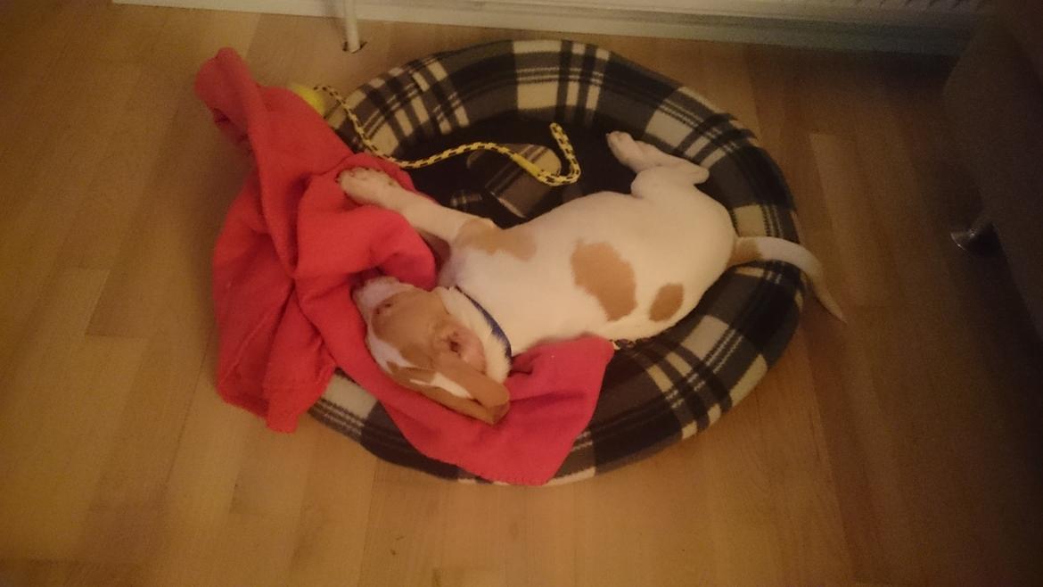 Blanding af racer Theo <3  billede 9